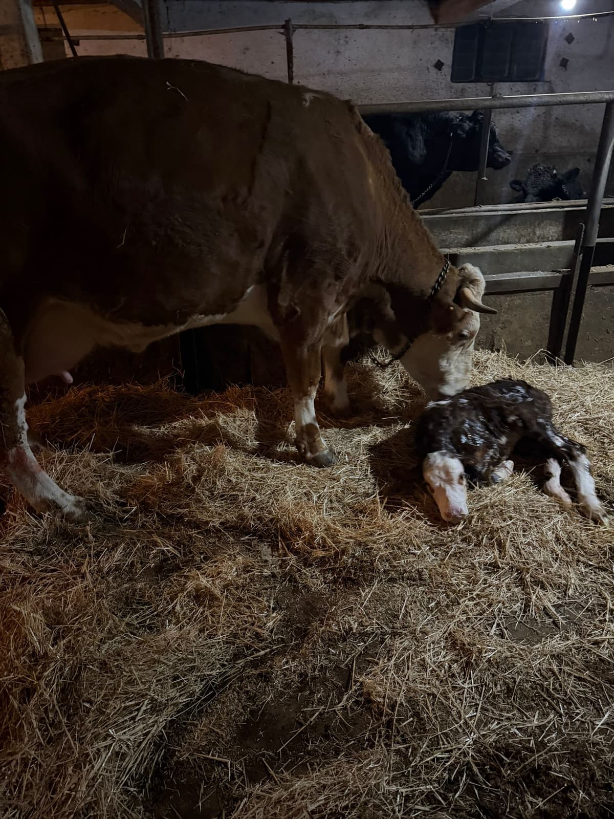 Kırşehir veteriner doğum takibi - büyükbaş hayvan doğum müdahalesi