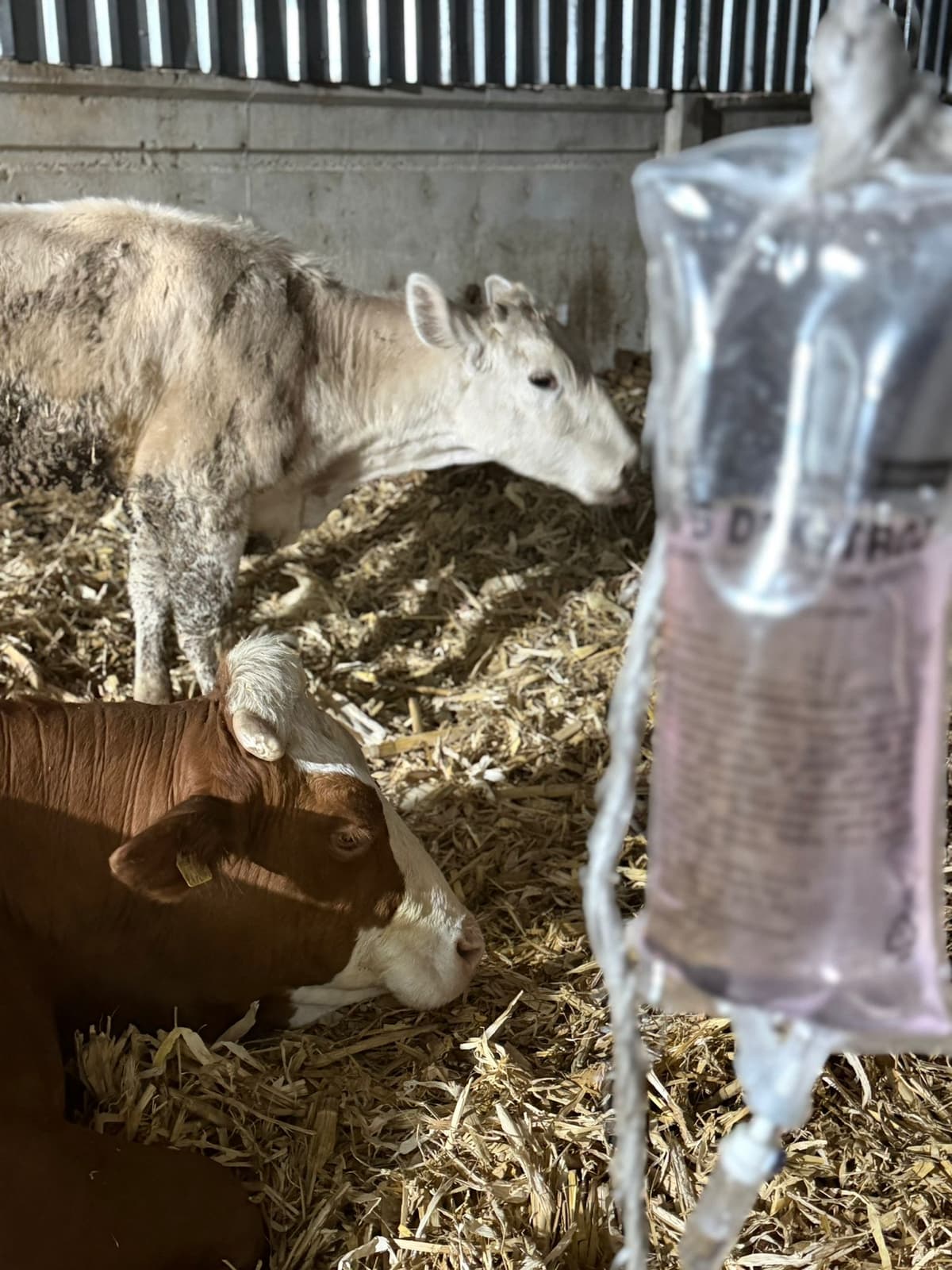 Büyükbaş hayvan tedavisi - sığır muayenesi