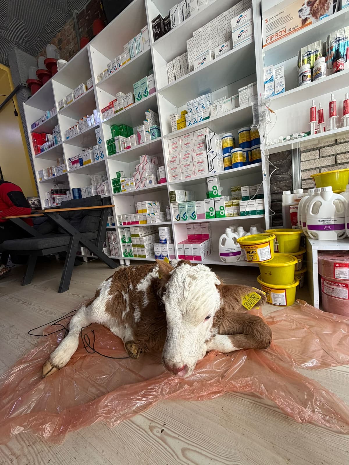 Buzağı doğum anı - büyükbaş hayvan doğumu