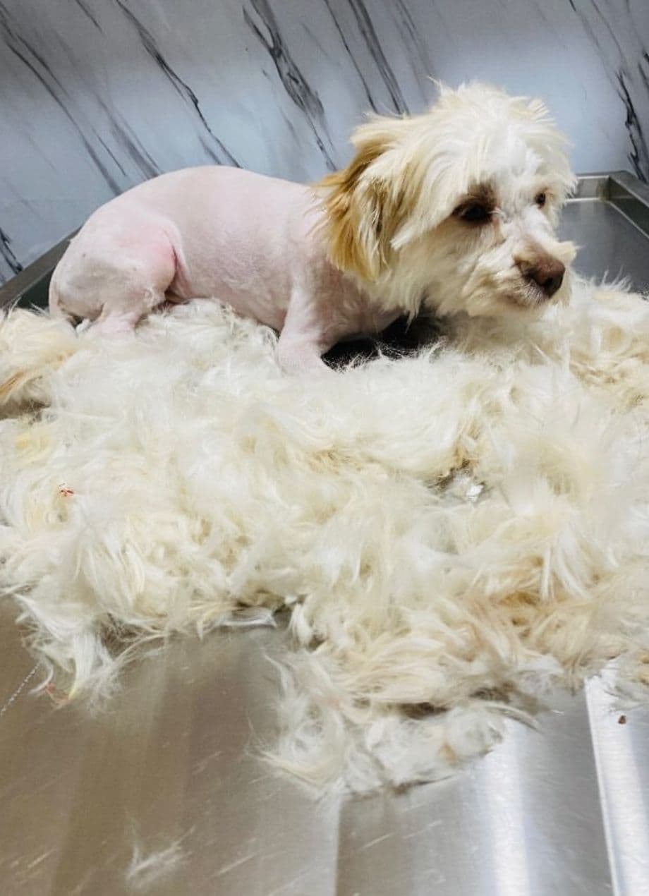 Kırşehir veteriner bakım tımar - köpek bakım hizmeti