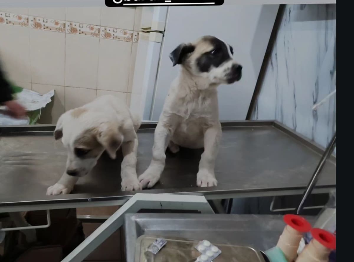 Kırşehir veteriner genel muayene - köpek tedavisi