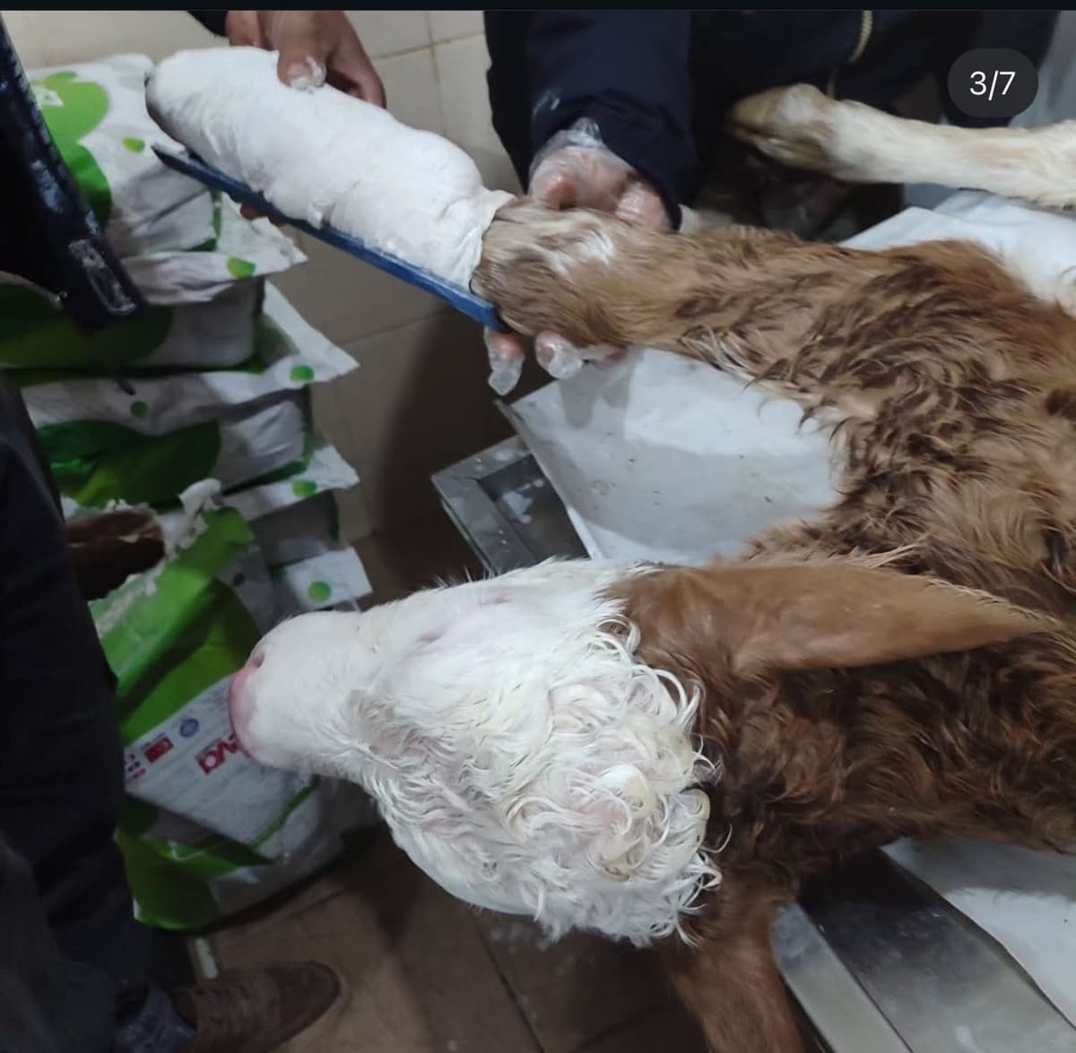 Kırşehir veteriner ortopedik tedavi - cerrahi müdahale