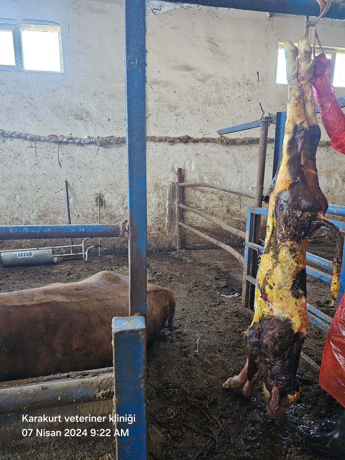 Profesyonel doğum takibi - koyun doğum müdahalesi